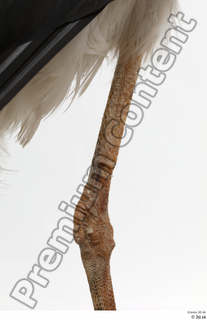 Black stork leg 0019.jpg